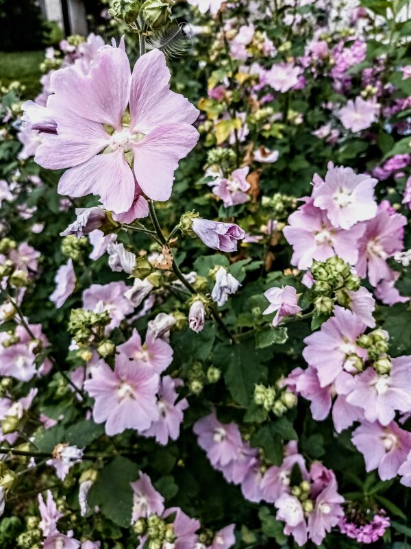 Мальва - Veera V