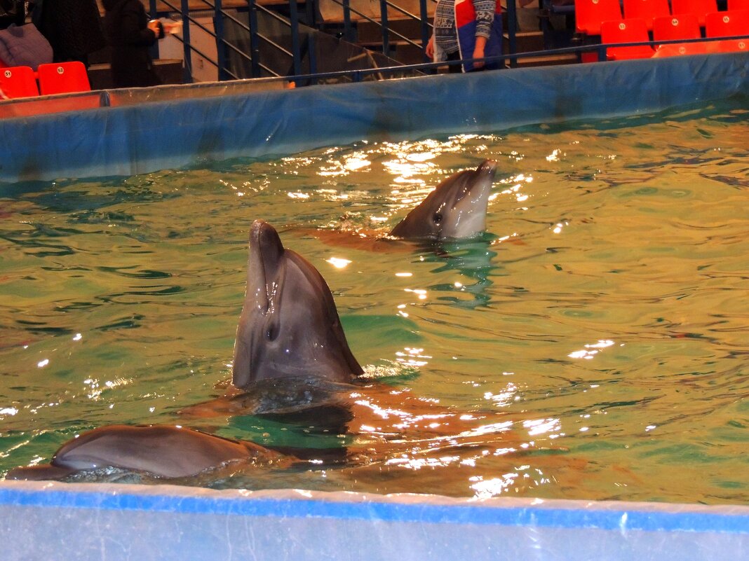 Дельфинарий - Андрей Л. В.