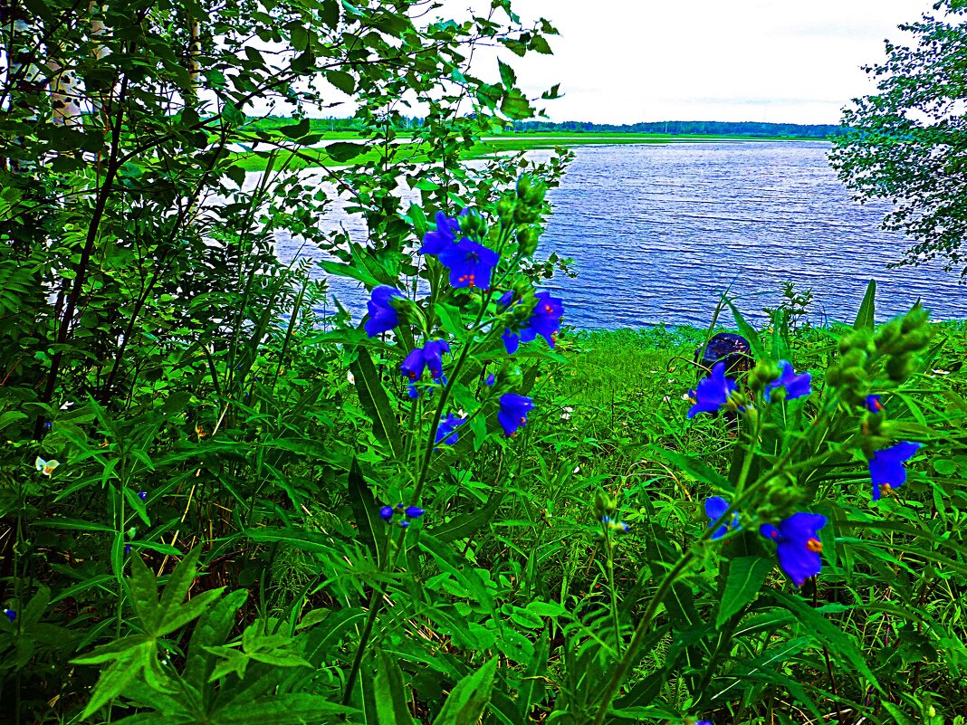 Июнь...Колокольчики на берегу протоки Чеускина. - Владимир 