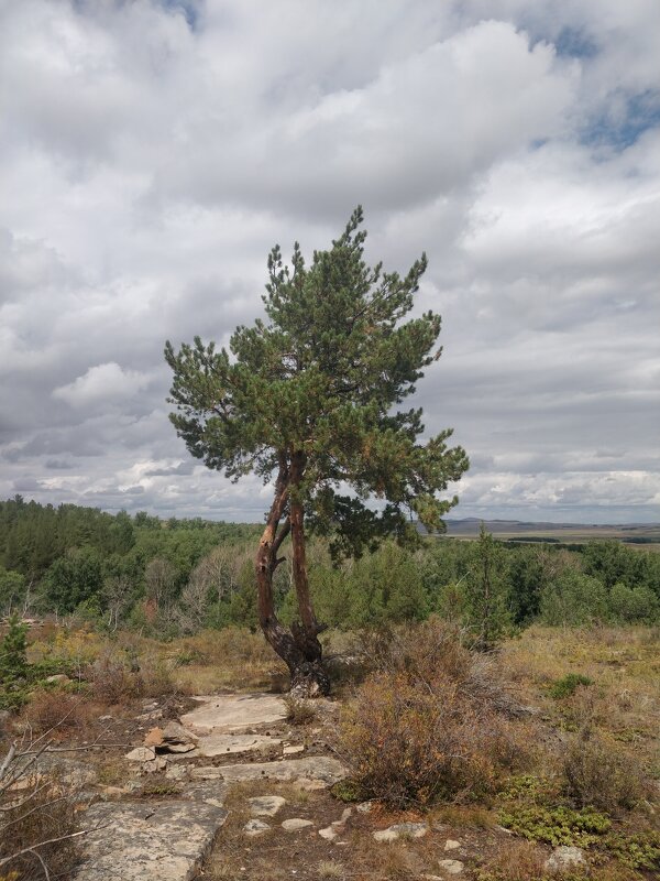 Сосна в горах Керей - Андрей Хлопонин Сосна в горах Керей - Андрей Хлопонин
