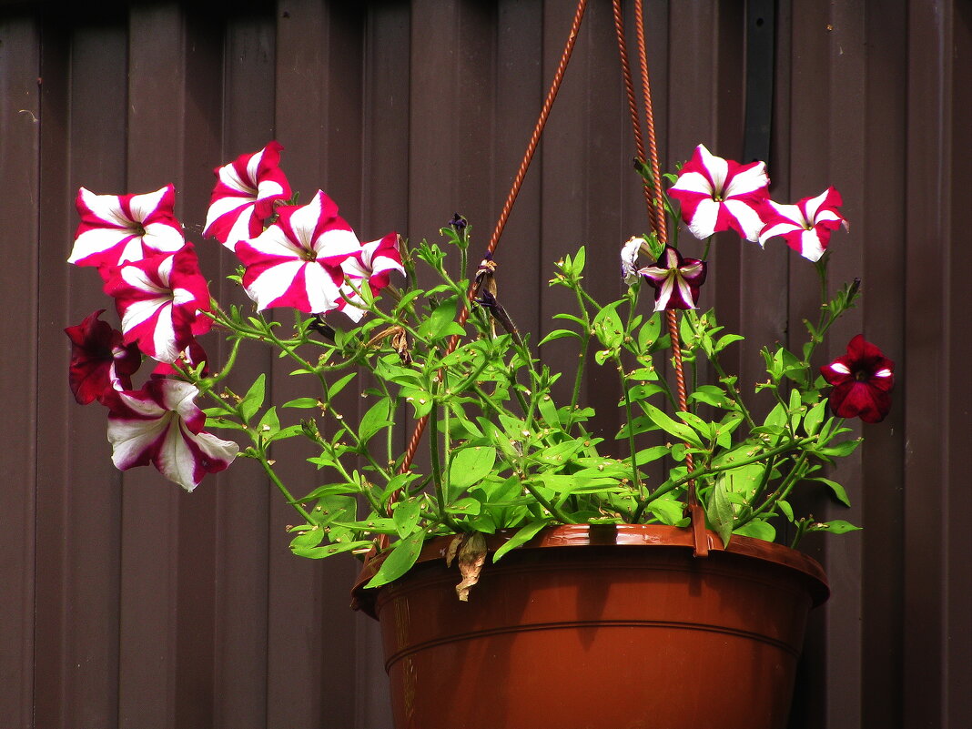 Пёстрая красавица - Людмила Смородинская Пёстрая красавица - Людмила Смородинская