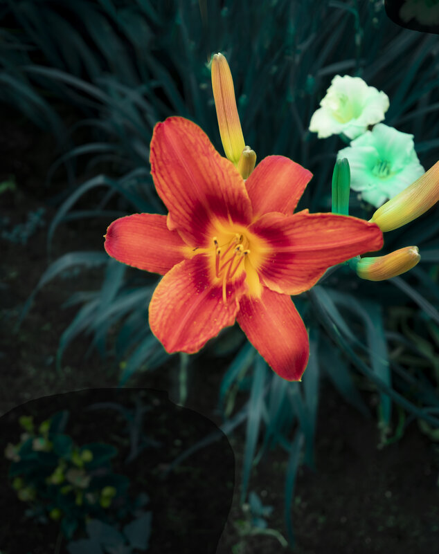 Почти лилия - Евгений 