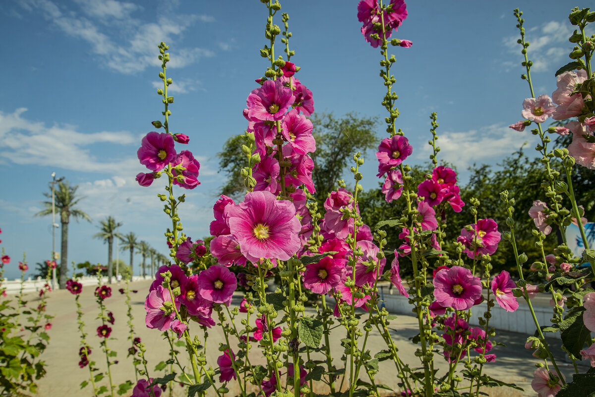 Мальва - Анатолий Чикчирный