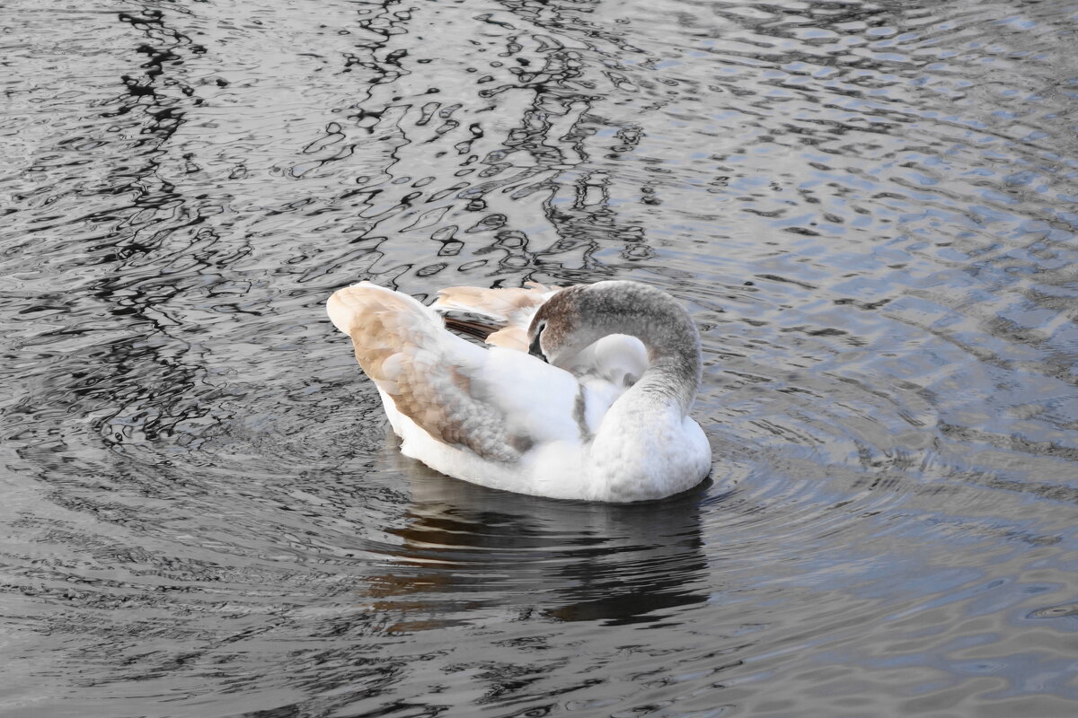Молодые лебеди - Рита Симонова