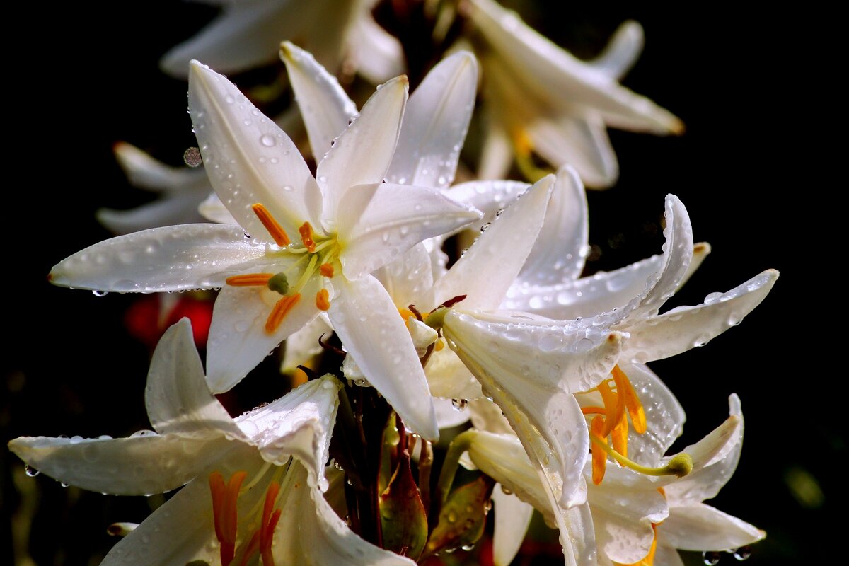 Плачут о тебе цветы - Юрий. Шмаков