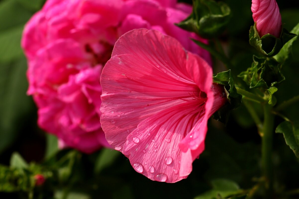 Как не плакать о тебе - Юрий. Шмаков