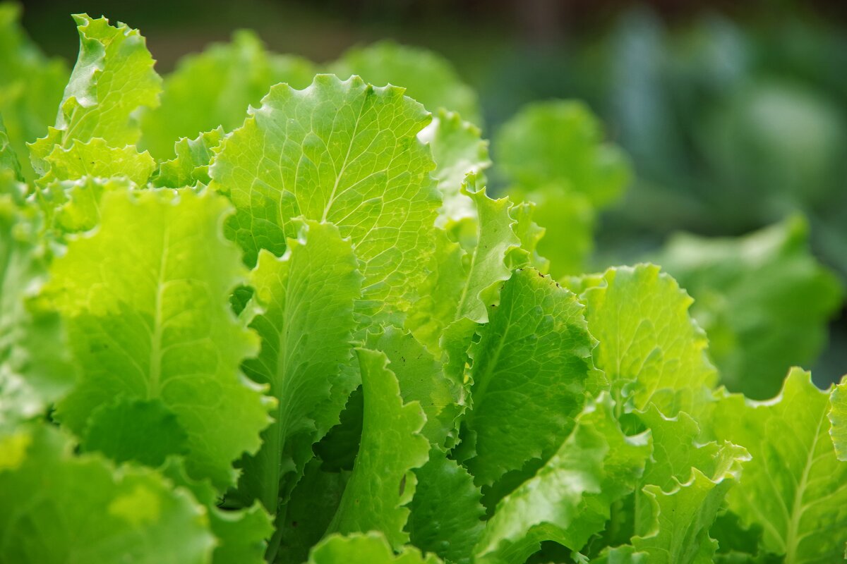 ... салат не грядке ... - Руслан 