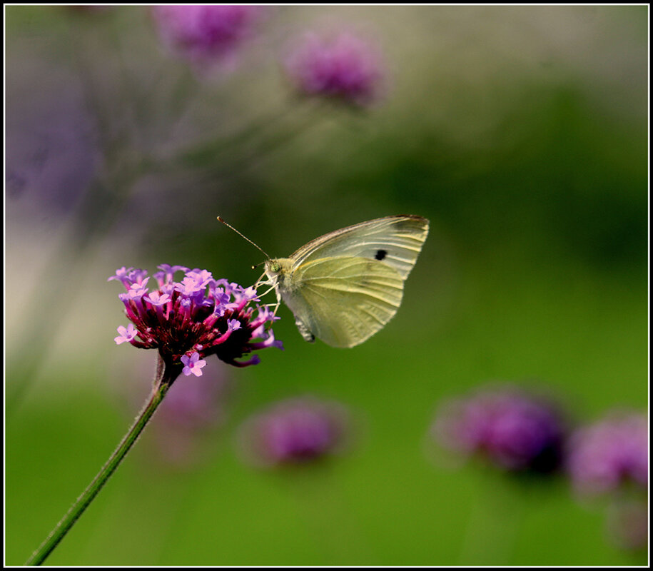 *** - Aleksandr Gal *** - Aleksandr Gal