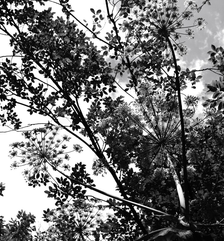 4. Борщевик. Вид снизу. - Василий Палий