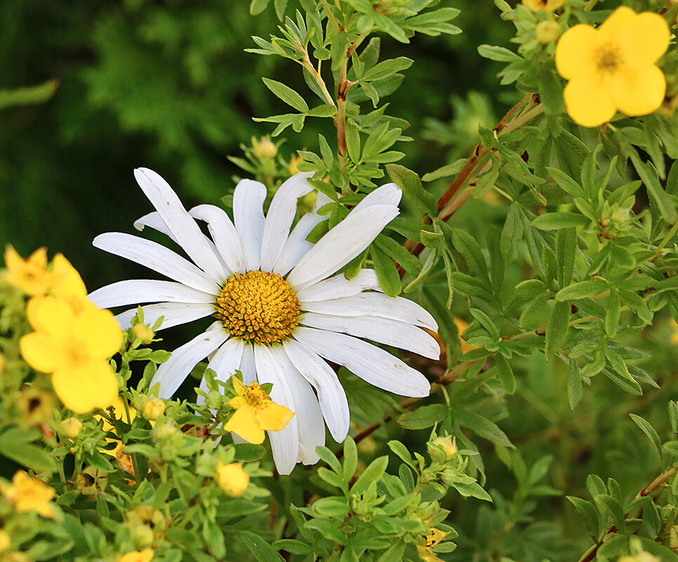 Ромашка спряталась... - Светлана Ромашка спряталась... - Светлана