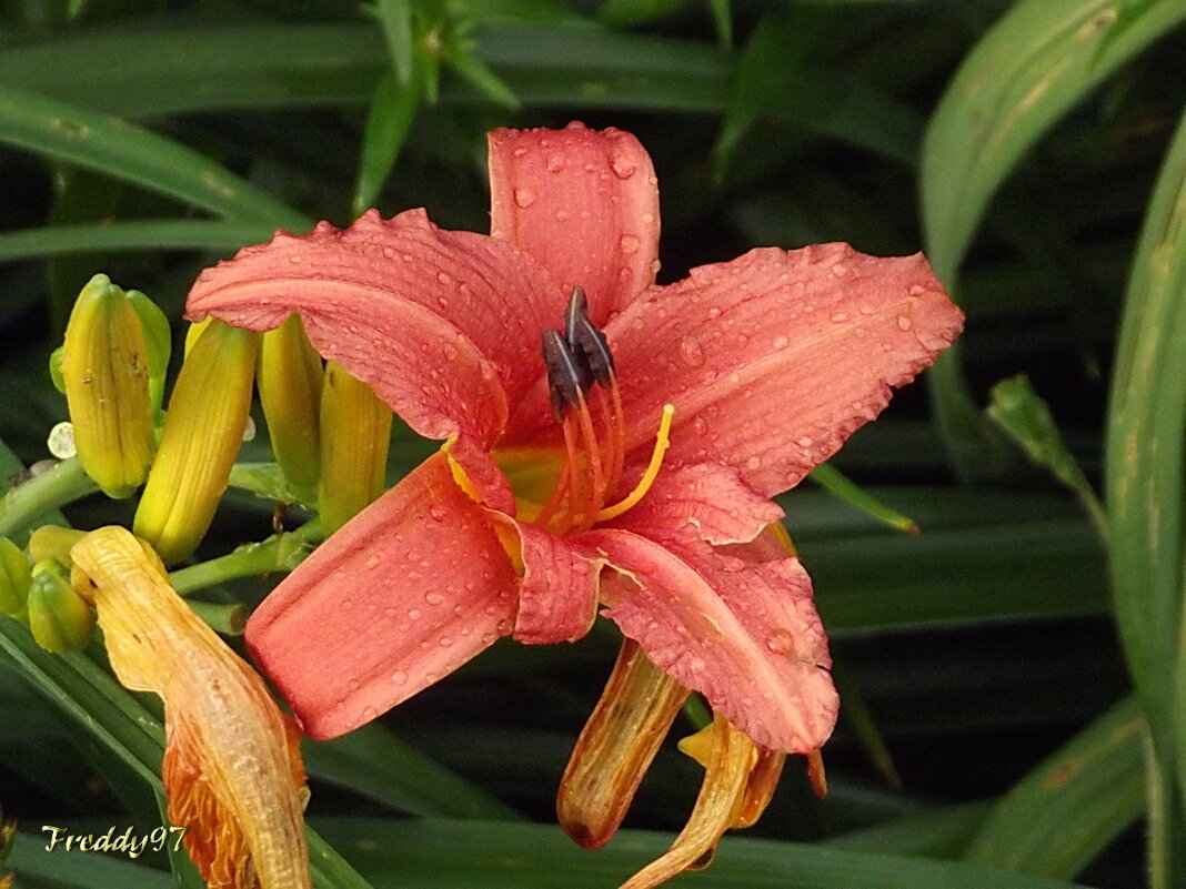 Просто… роса на цветах… - Freddy 97