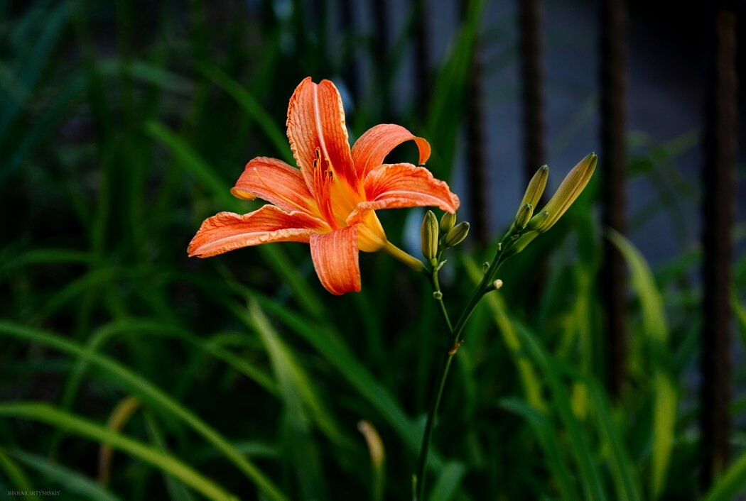 Лилейник - Mikhail Irtyshskiy Лилейник - Mikhail Irtyshskiy