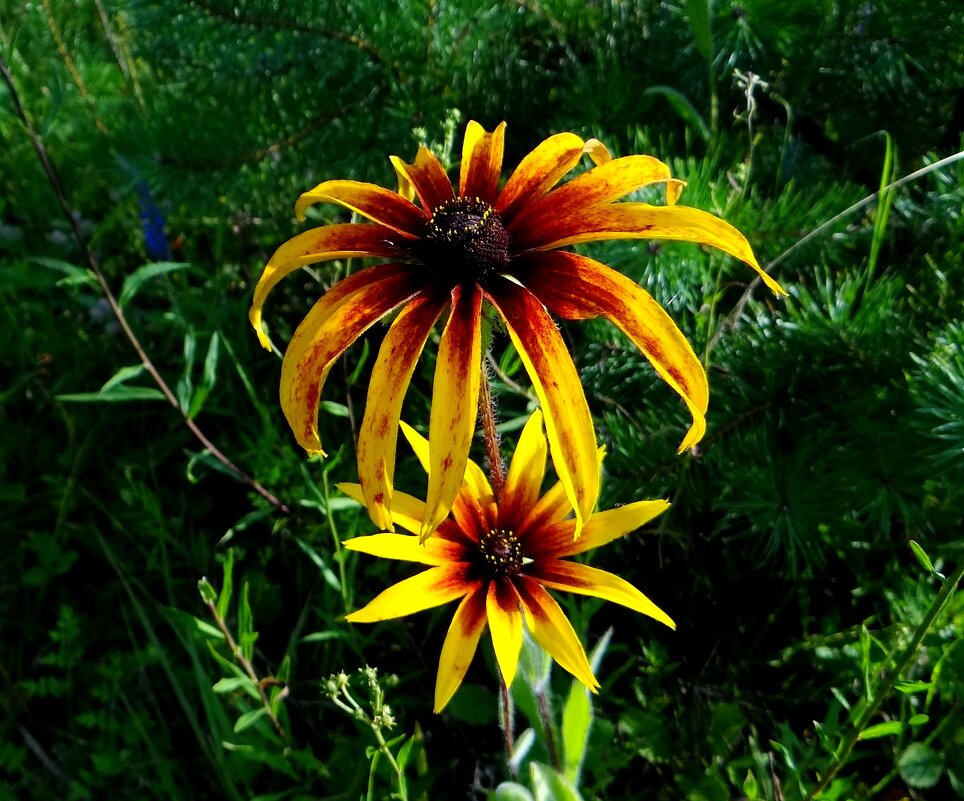 Яркое лето - Антонина Гугаева Яркое лето - Антонина Гугаева