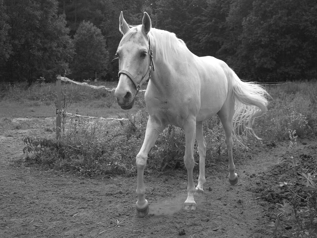 Привет! - Магомед . Привет! - Магомед .