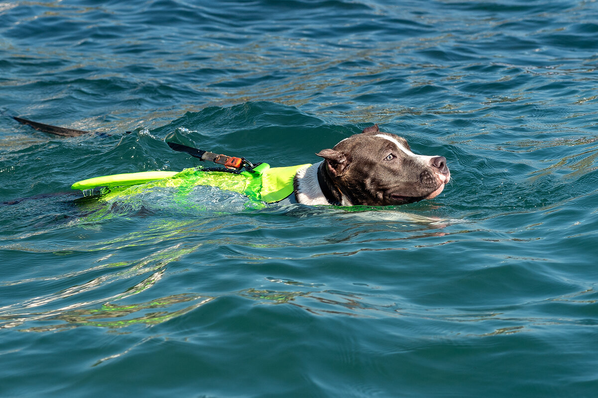 Животным тоже нравится  купаться - Вадим Федотов 