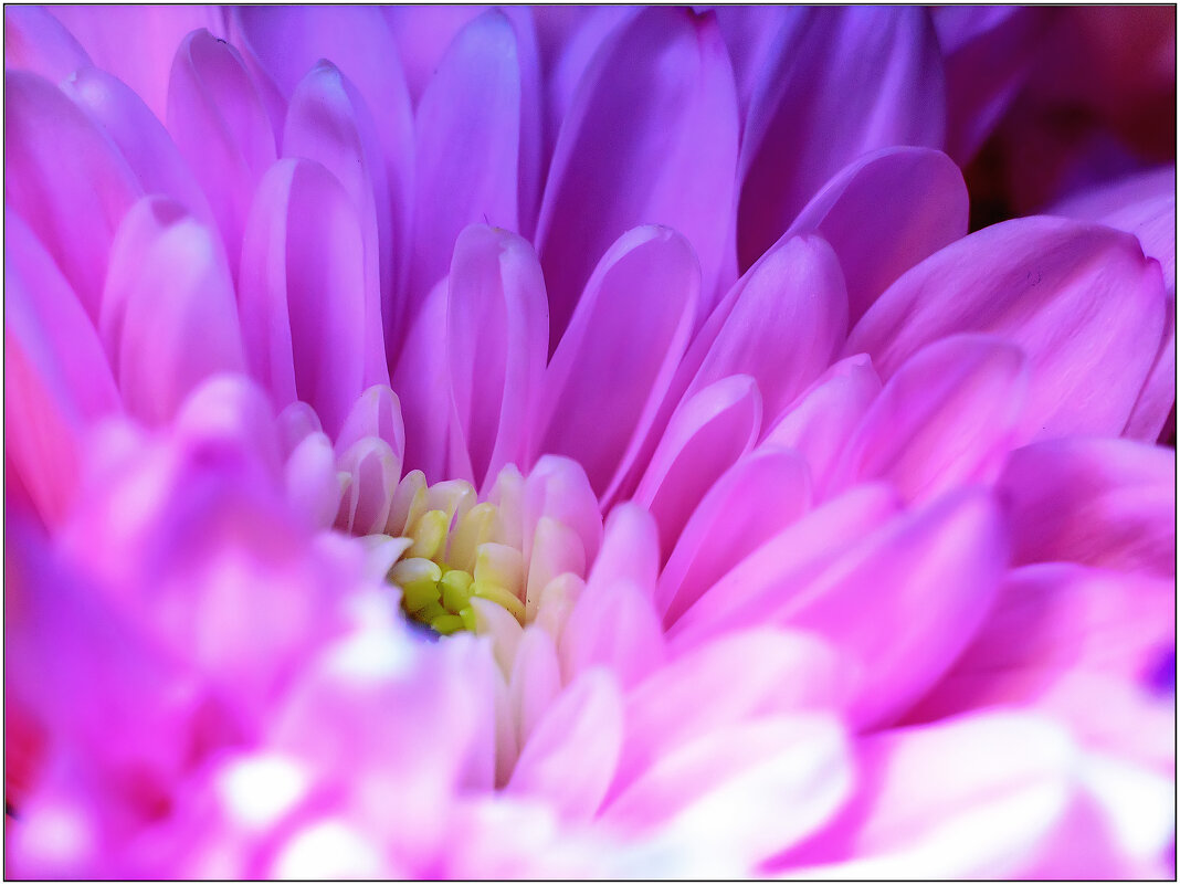 Нежность - Максим Сорокин