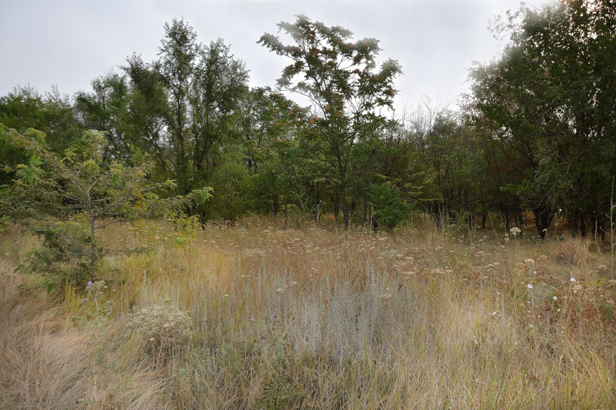 Жаркое лето 2025 г., 2 августа...всё засохло... - Надежда Куркина Жаркое лето 2025 г., 2 августа...всё засохло... - Надежда Куркина