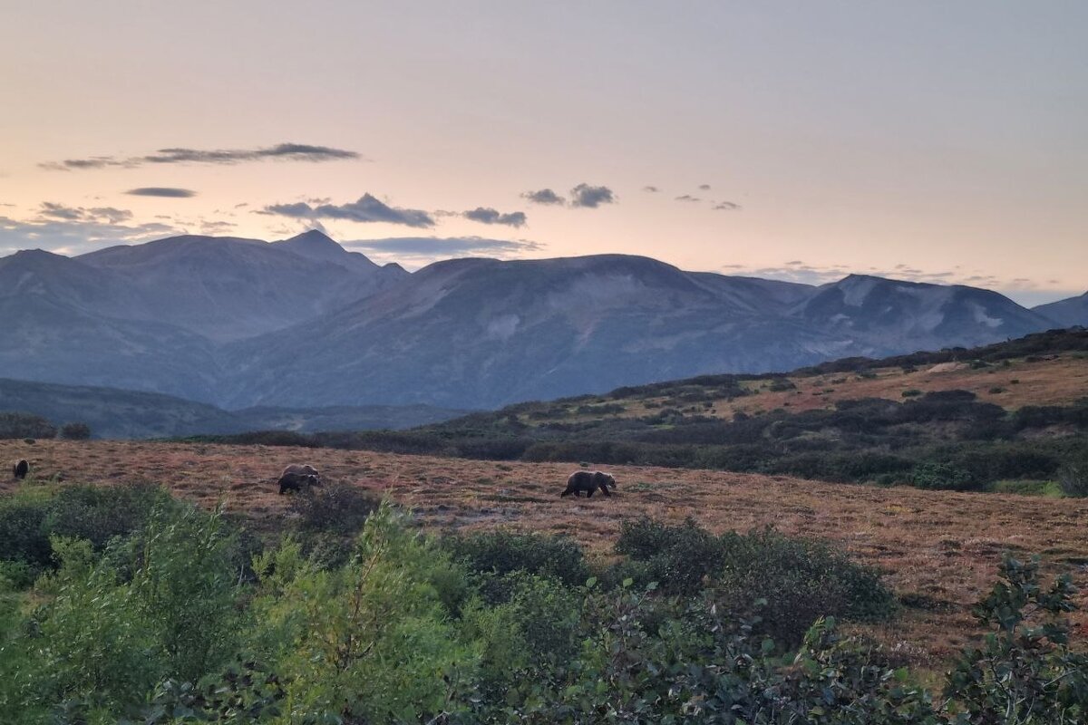Камчатка - "страна" медведей - Марина Виноградова