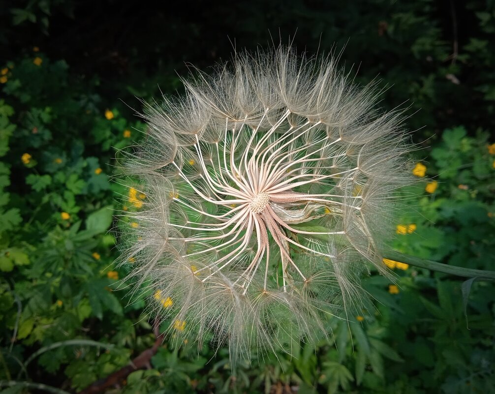 кружево - Aндрей Антонов кружево - Aндрей Антонов