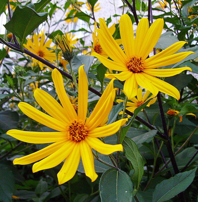 Солнечные. - VasiLina * Солнечные. - VasiLina *