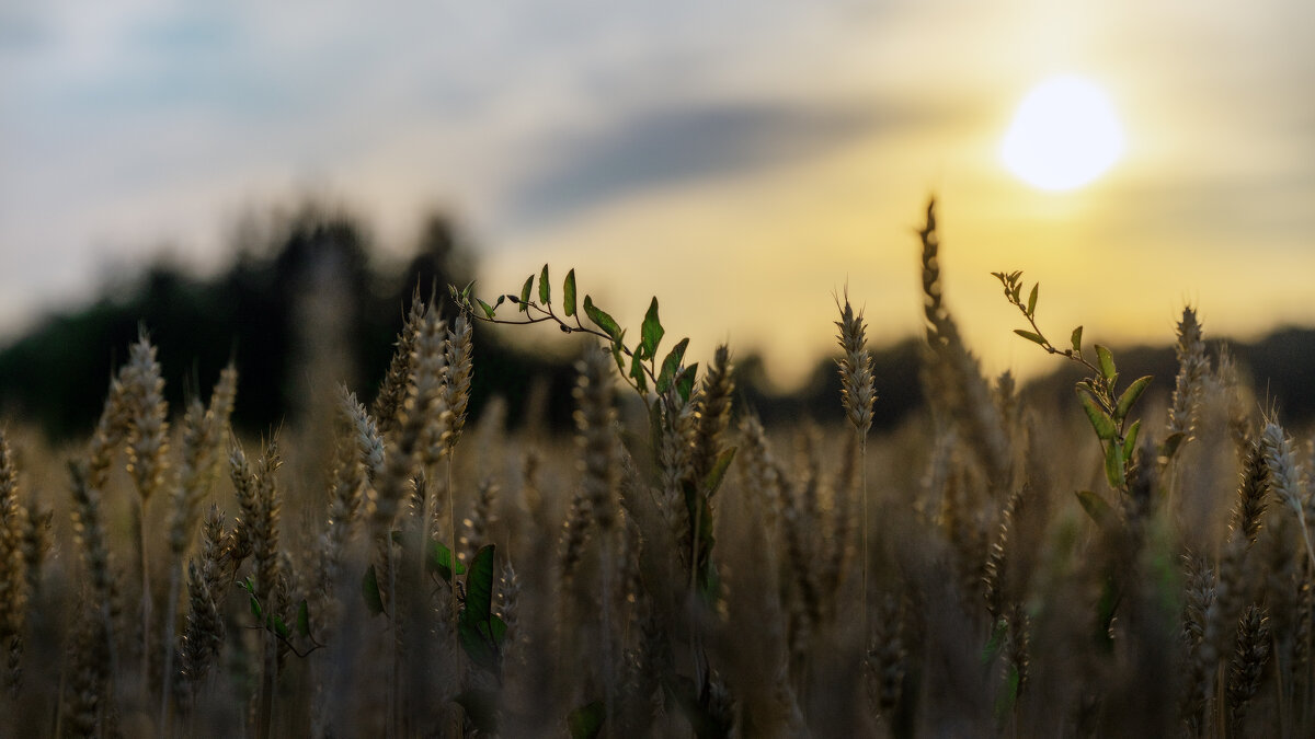 Смеркалось в поле летом - sorovey Sol Смеркалось в поле летом - sorovey Sol