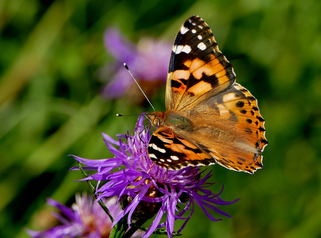 из снятого 1 августа  20 - Александр Прокудин