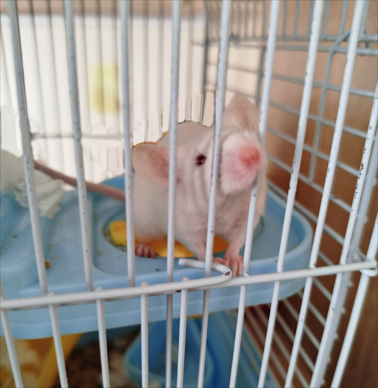 Мышонок! - Надежда 