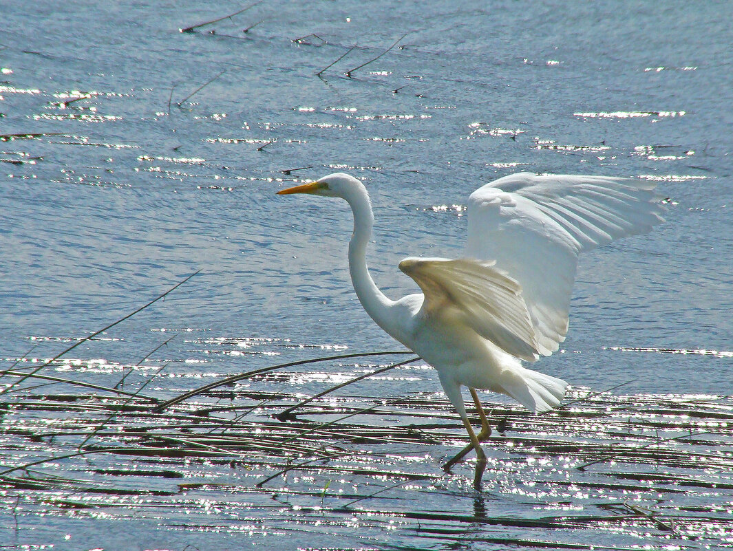 большая белая цапля - gawrilа - dan