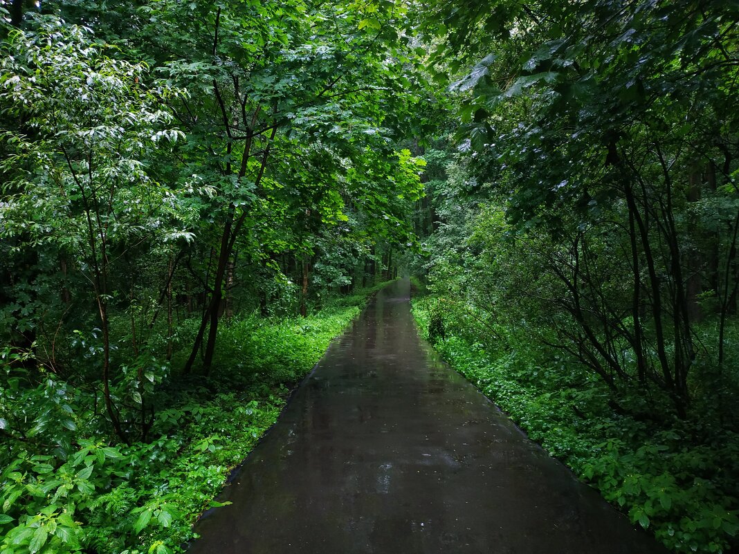 Сегодня - дождь - Андрей Лукьянов