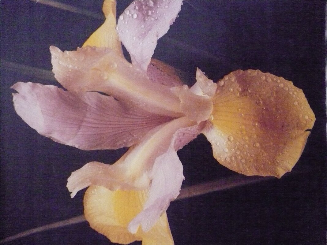 Чудо Природы... - Валерий Кокорев