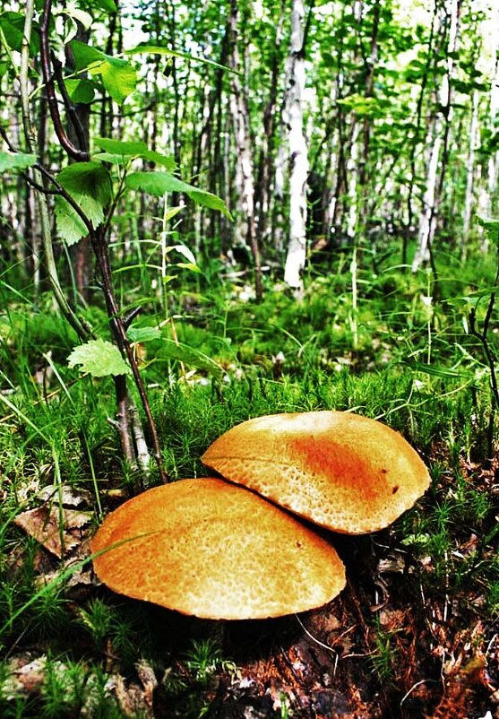 Август....Грибной дуэт! - Владимир Август....Грибной дуэт! - Владимир