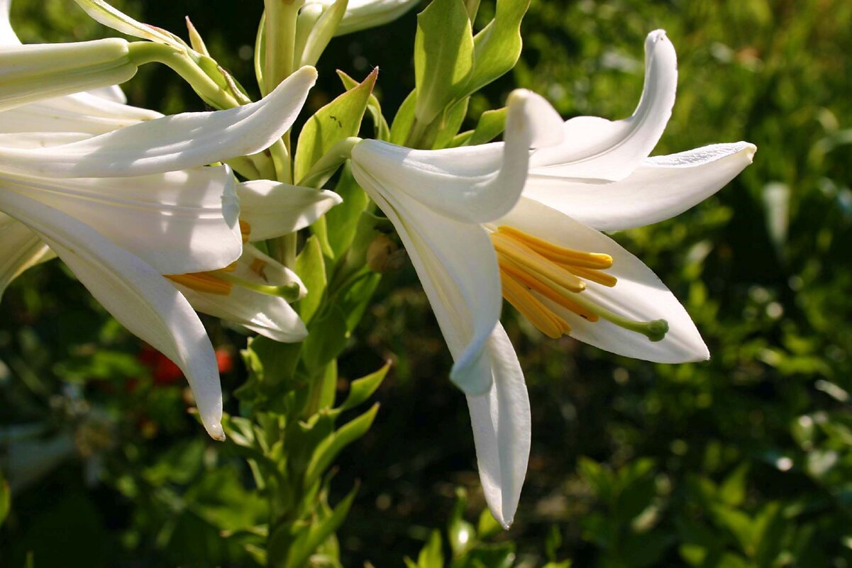 Июнь...Цветут на Кубани белые лилии! - Владимир Июнь...Цветут на Кубани белые лилии! - Владимир