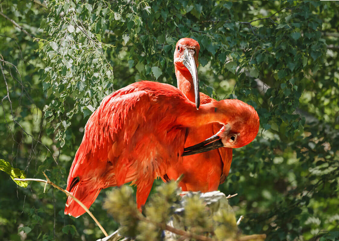 Ибис Алый - SanSan 