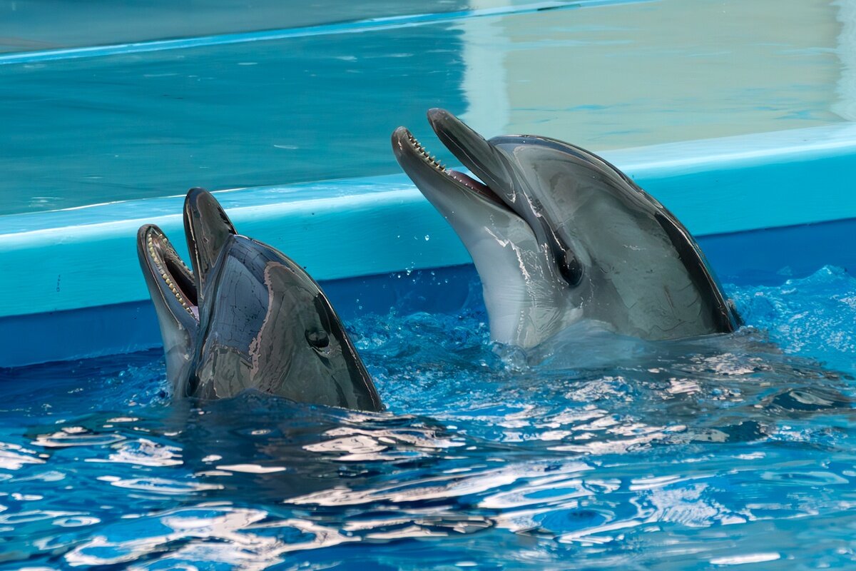 Дельфинарий в поселке Небуг - Игорь Сикорский