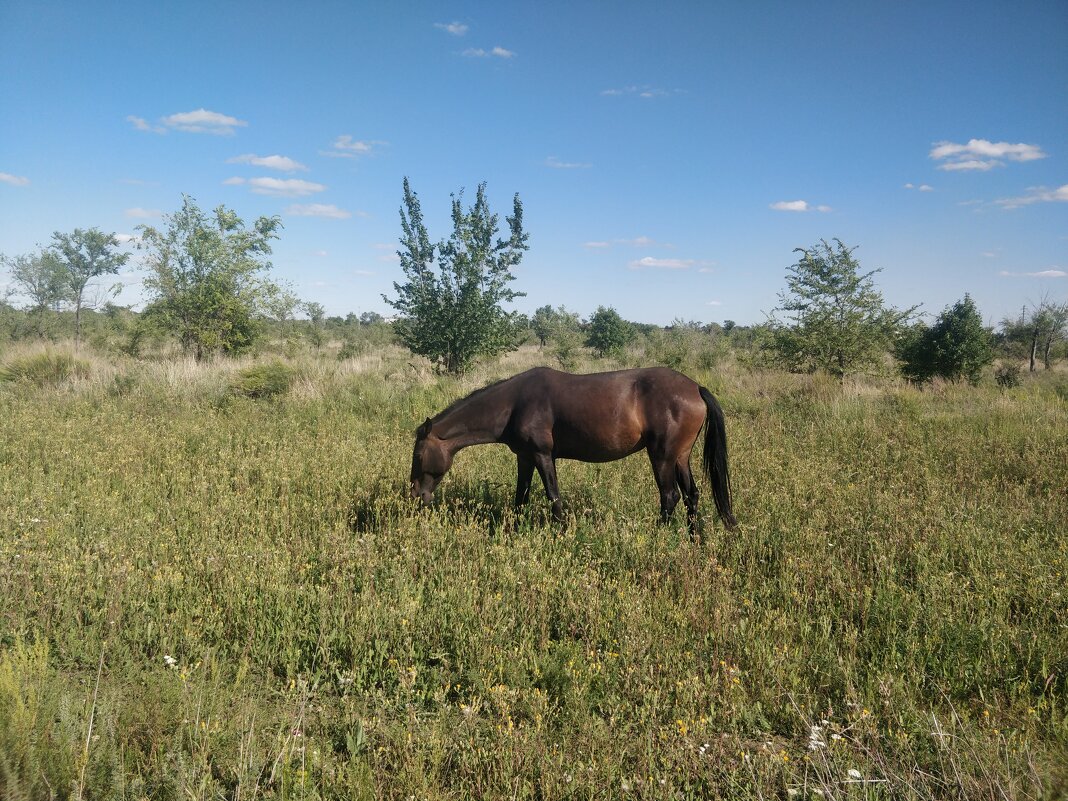 Кони - Андрей Хлопонин