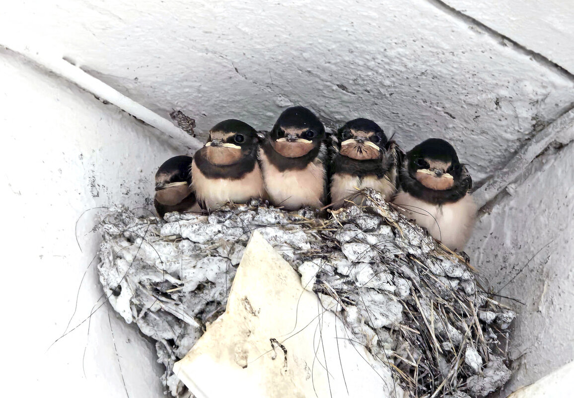 Птенцы ласточки - Nina Streapan Птенцы ласточки - Nina Streapan