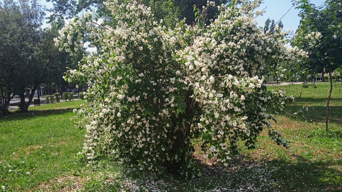 Ах, июнь ! - Елена Шаламова