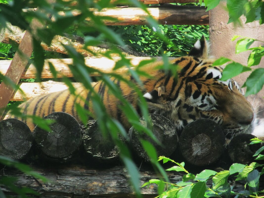 спят усталые зверюшки - Елена Шаламова