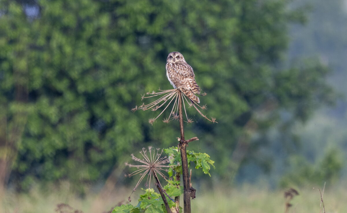 сова болотная. - юрий макаров