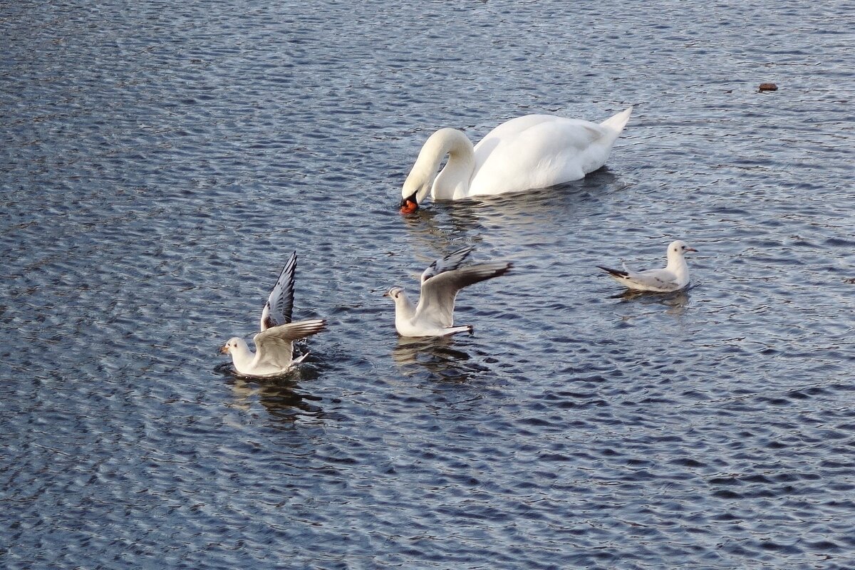 Лебедь и чайки - Рита Симонова