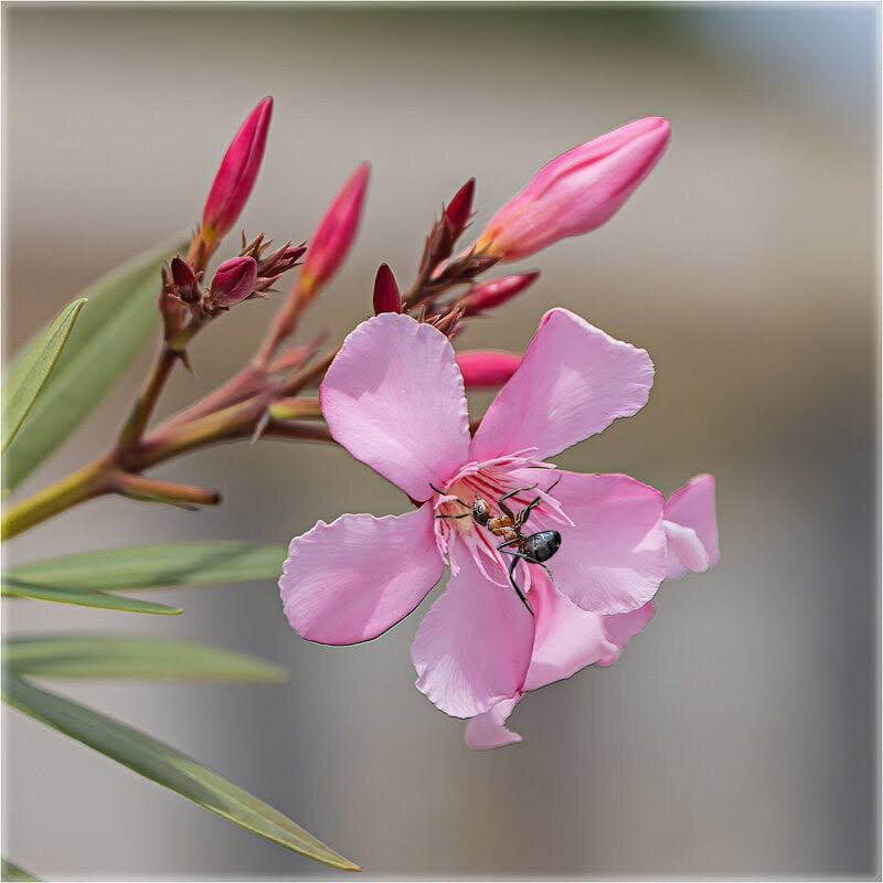 ... - Степан Карачко