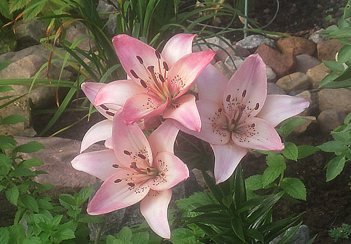 Лилии - Елена Семигина Лилии - Елена Семигина