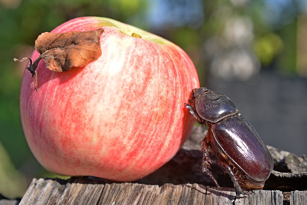 Везение по скарабейски... )) - Владимир Хиль