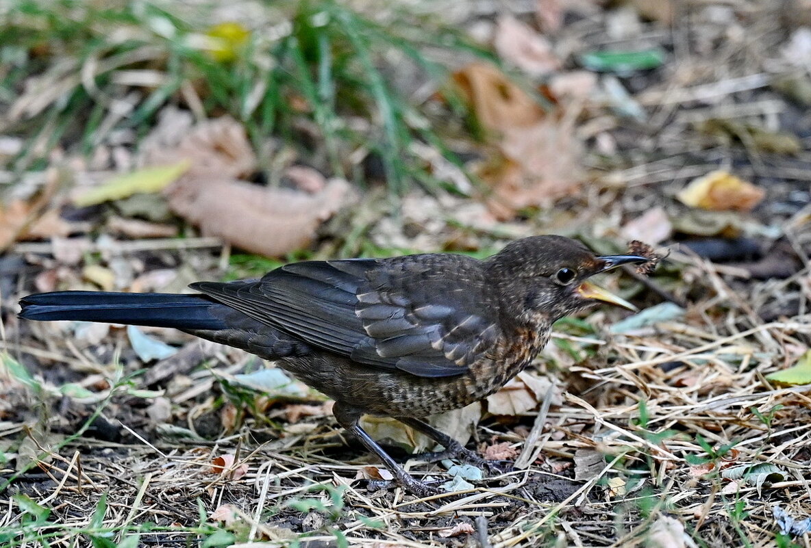 В парке... - Николай Саржанов
