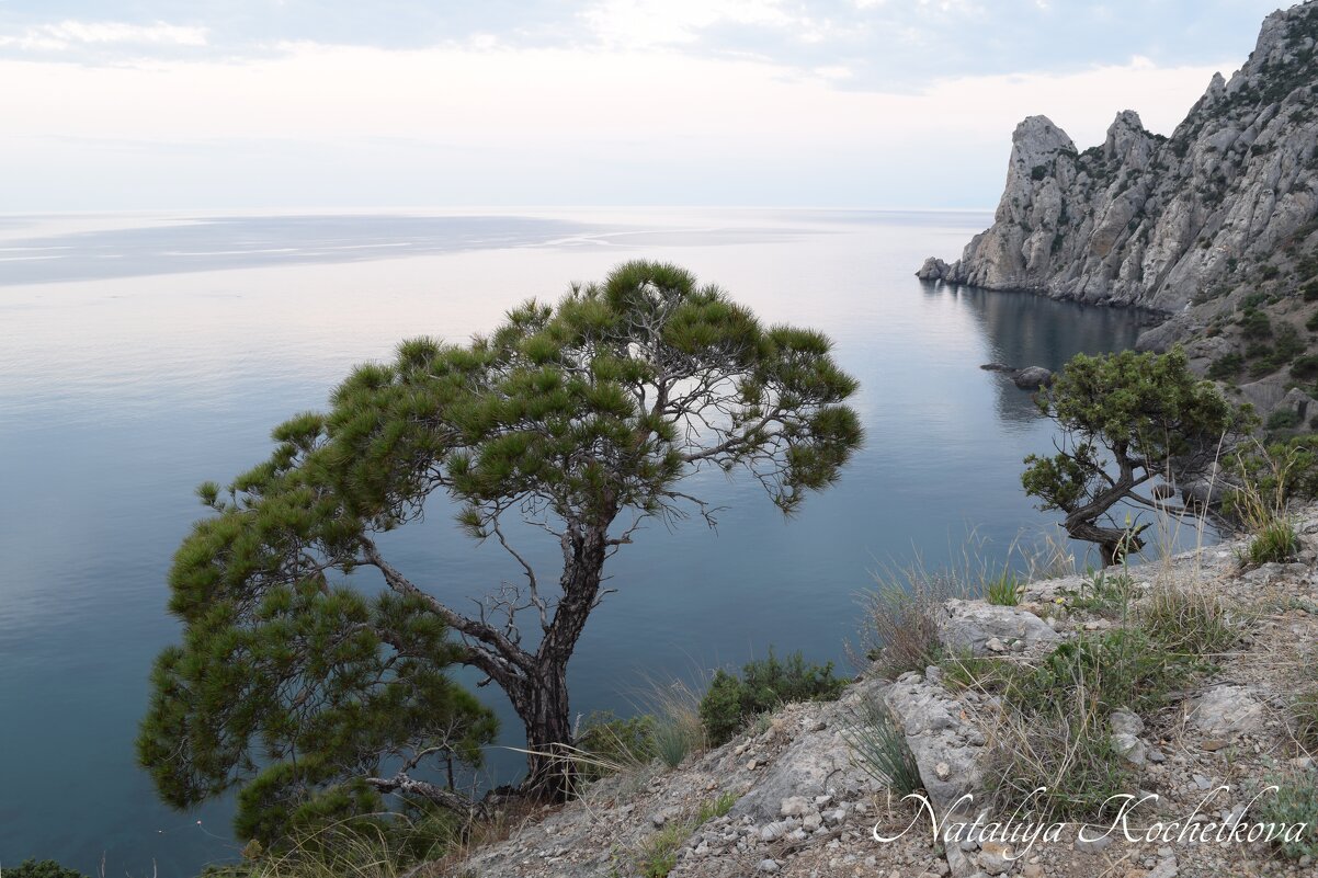 Природа Крыма - Amazing Cosmea