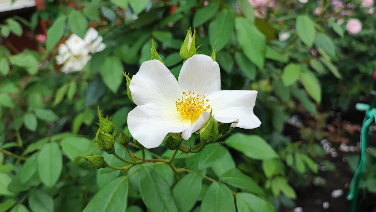 ,,, - Сергей Тимоновский