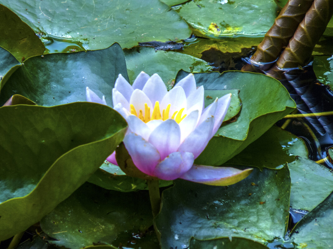 Розовая  лилия - Валентин Семчишин