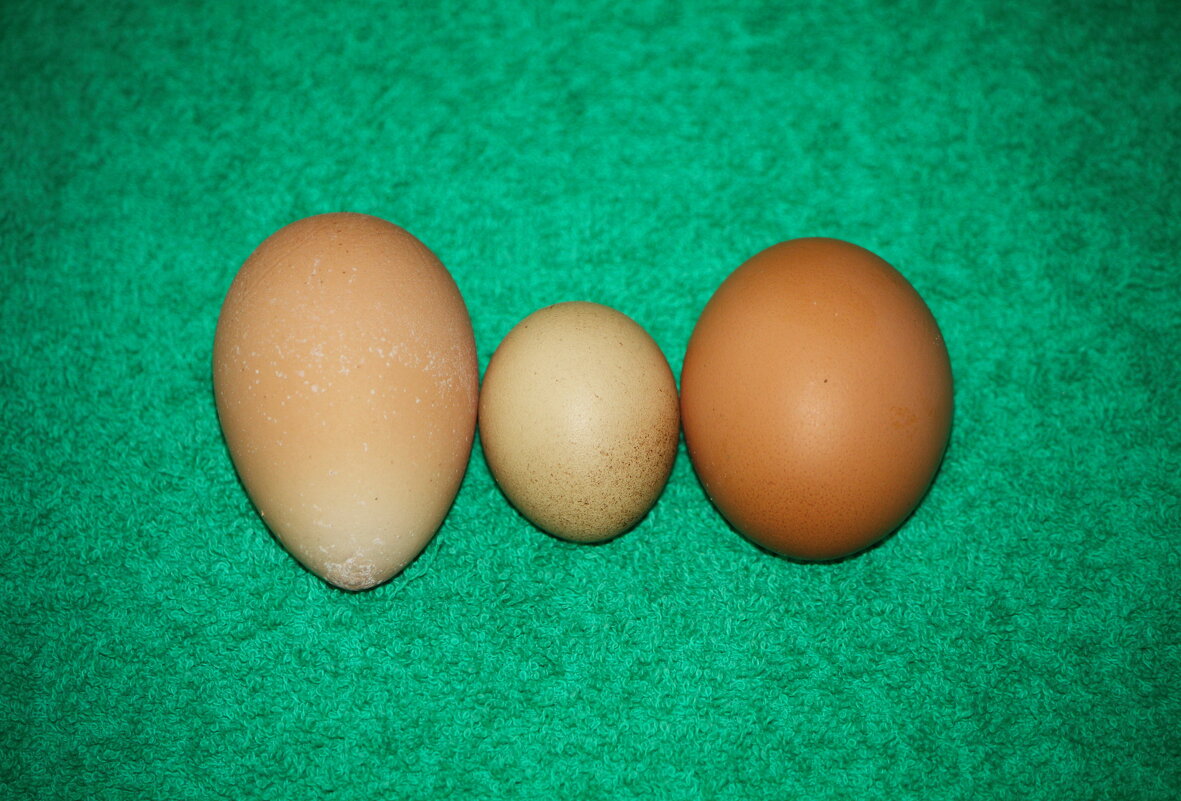 Такие разные куриные яйца... ) - Константин Штарк