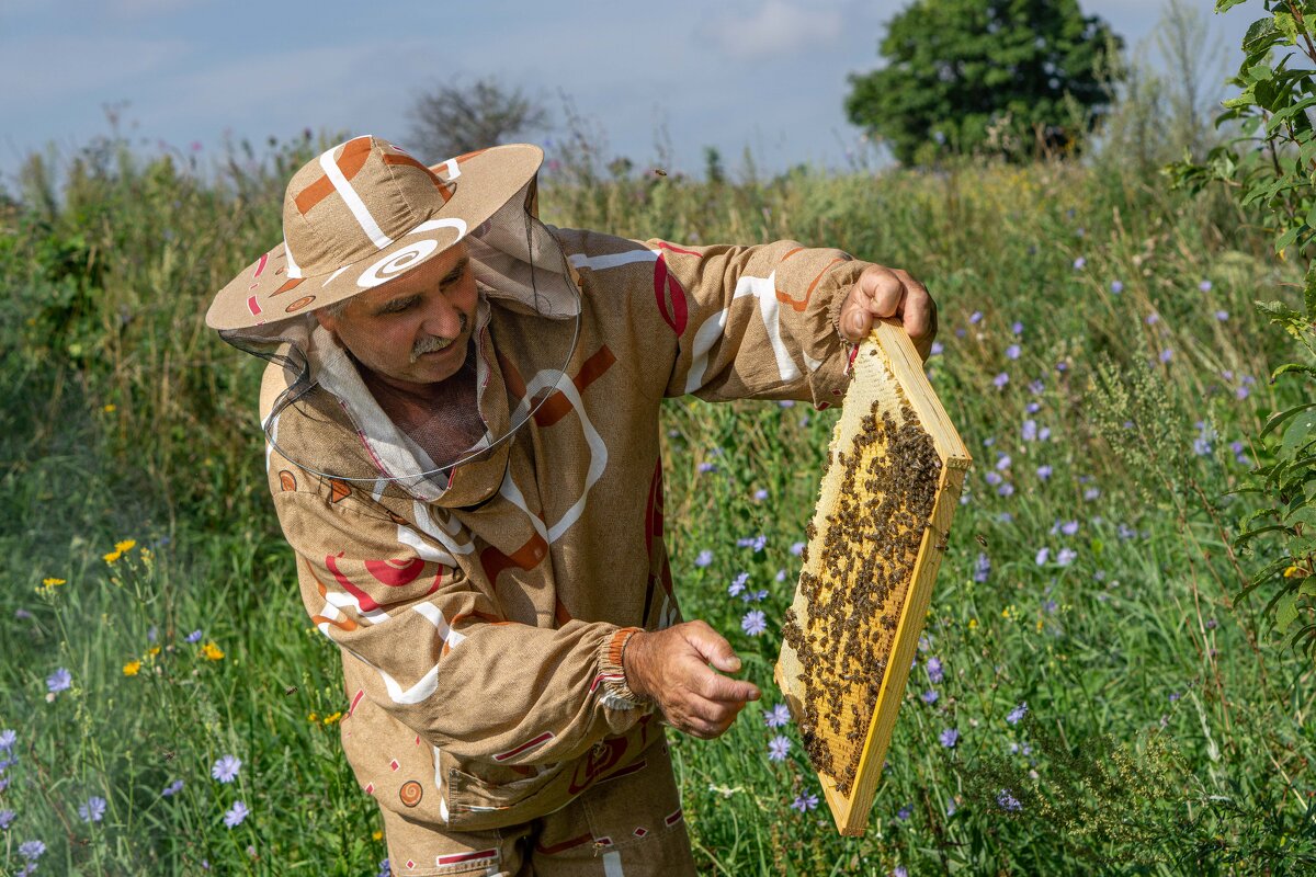 В гостях у пасечника - Дмитрий Ряховский
