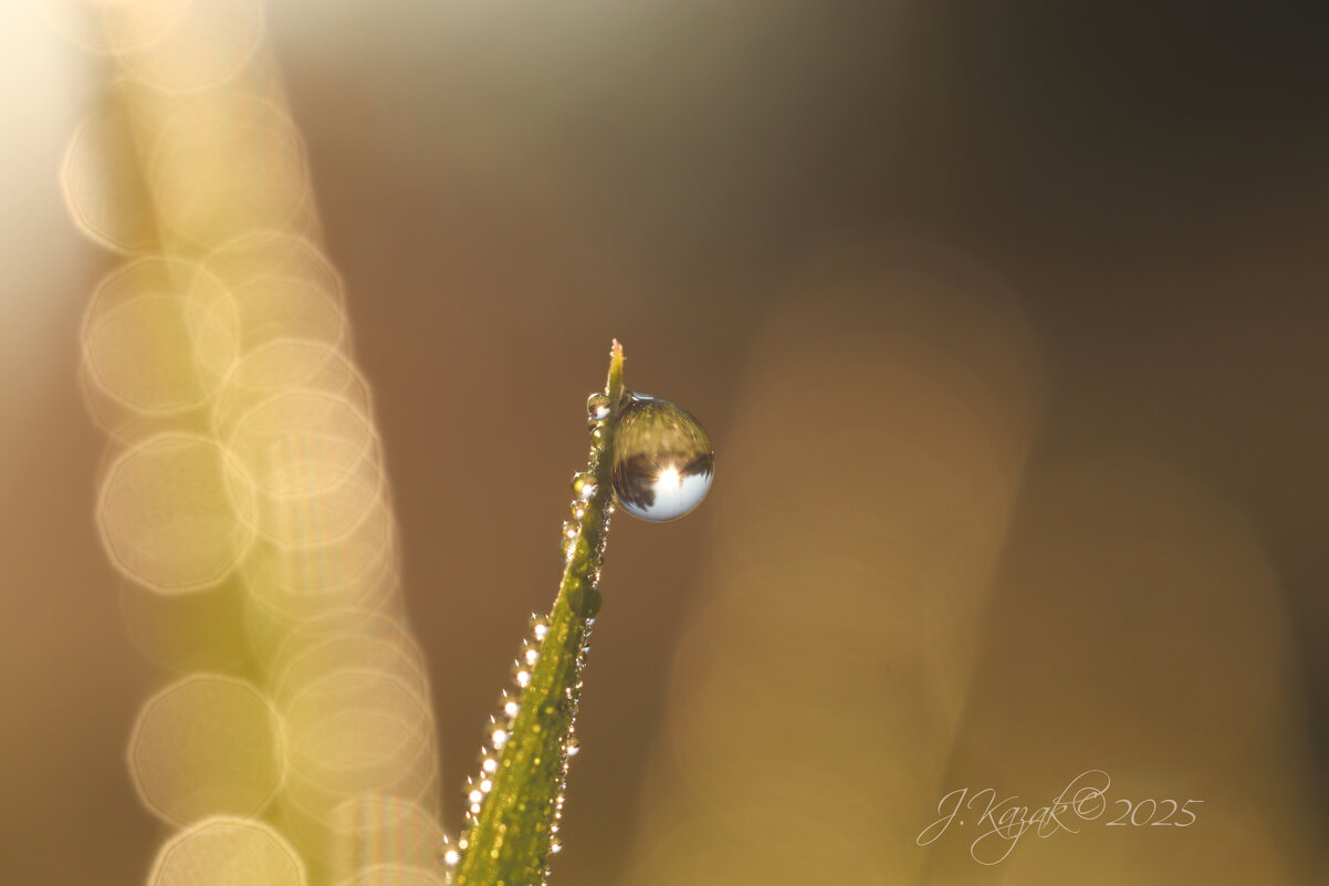 *** - Елена Kазак (selena1965)